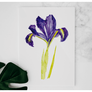 Iris watercolor painting